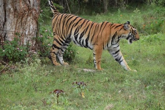 Nagarhole National Park-1